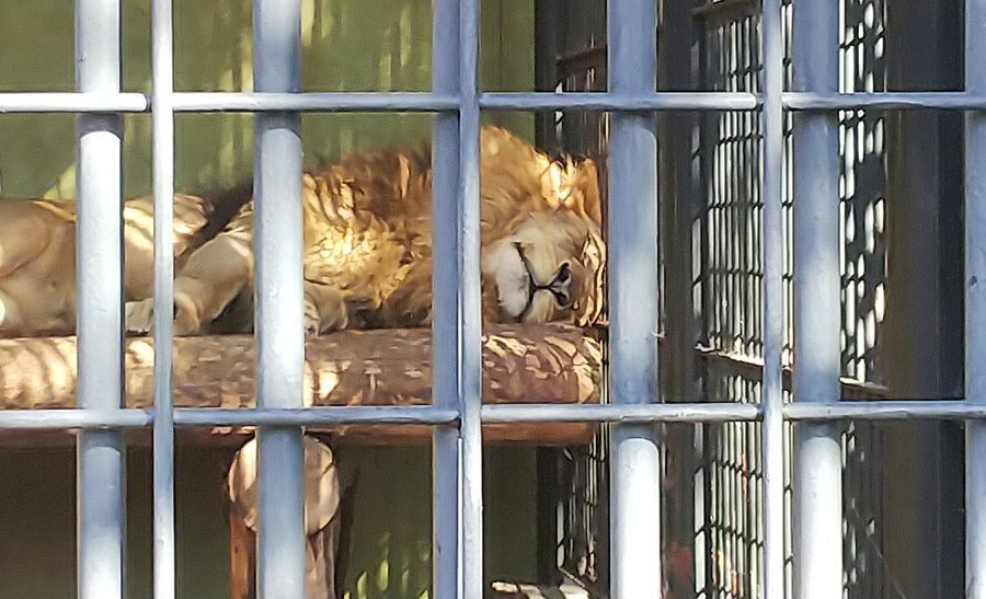 🦁 완파쿠 고치 동물랜드 (완파쿠 코우치 아니마루란도)